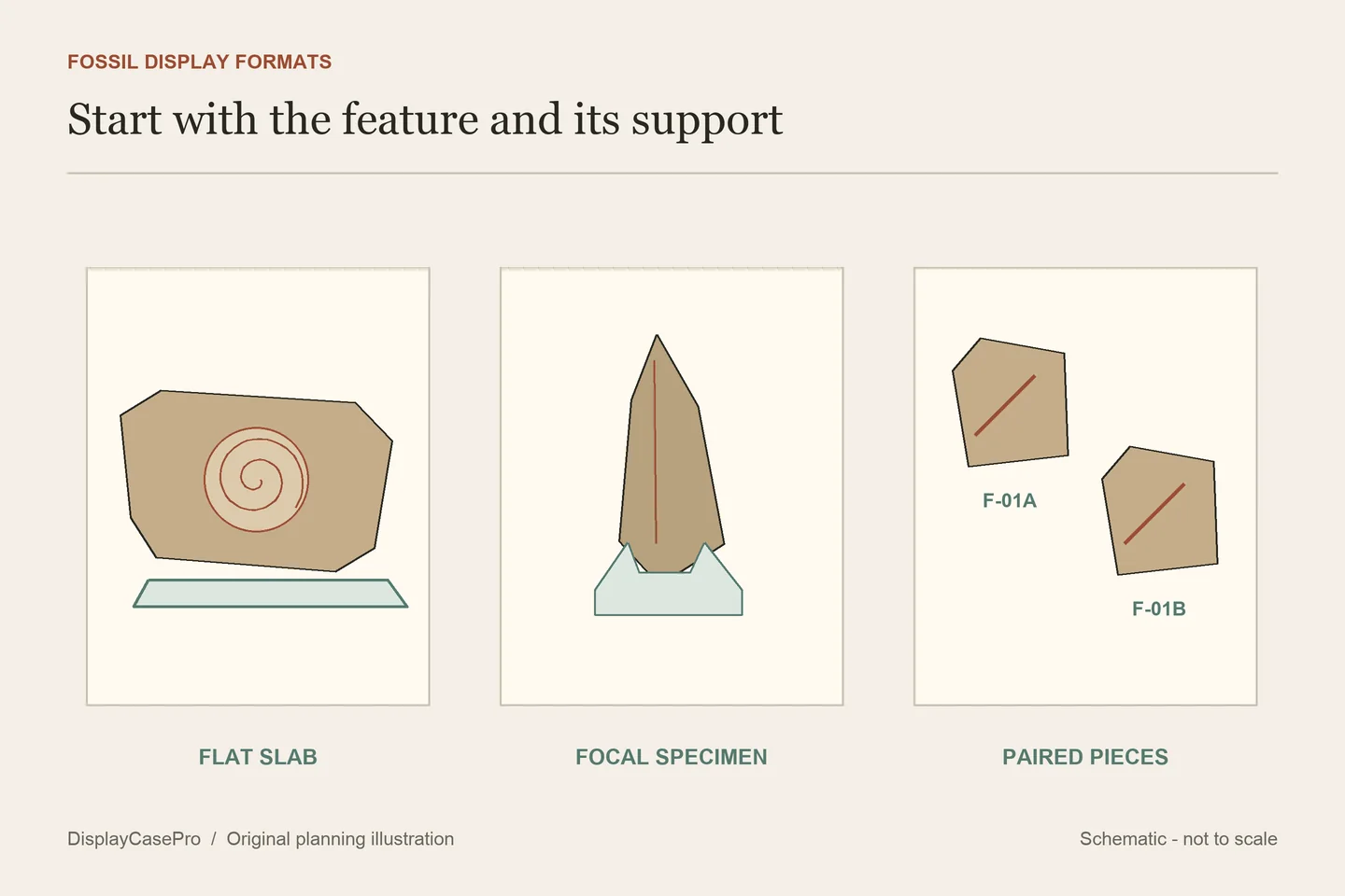 Fossil Display Case Ideas for Slabs and Fragile Features