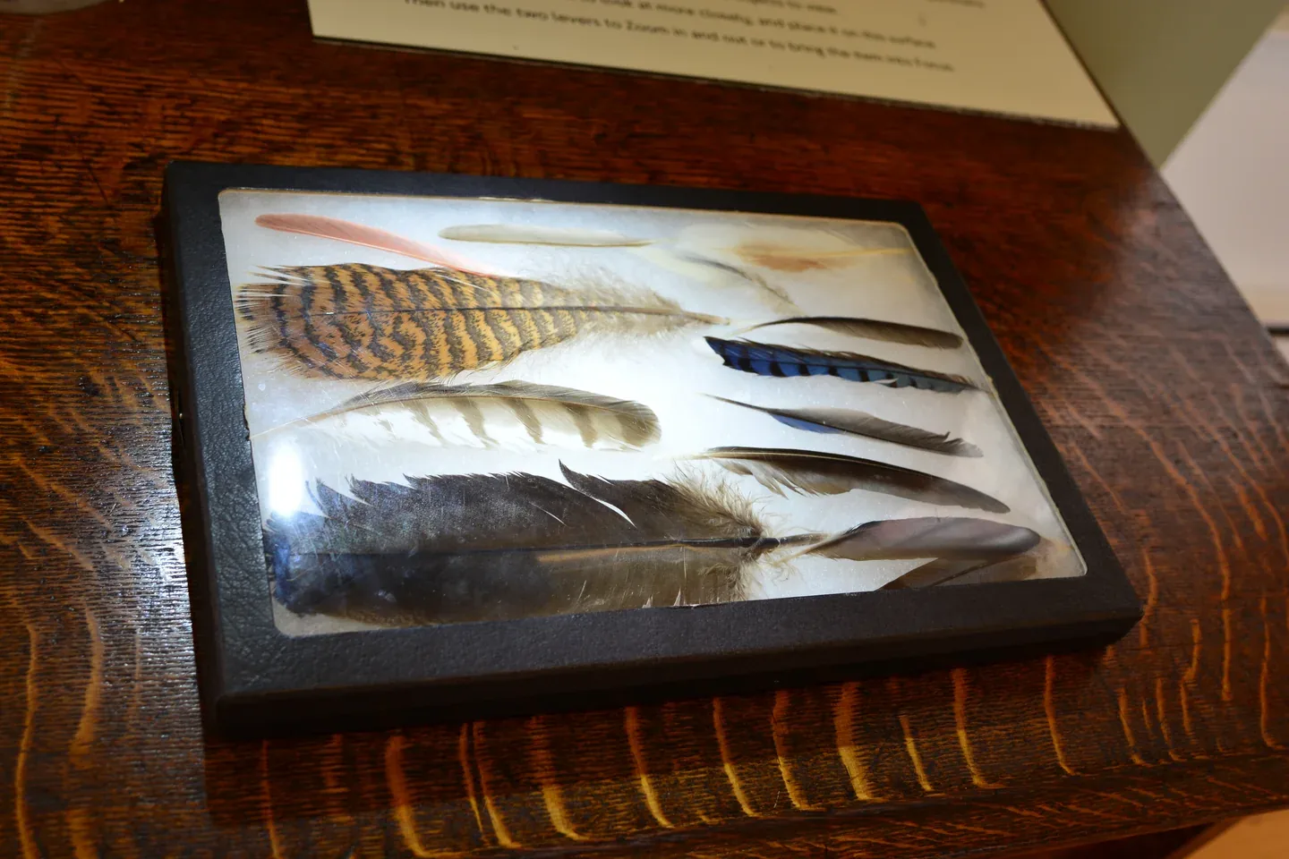 Feather Display Cases: Flat Boxes, Upright Holders and Finished Art