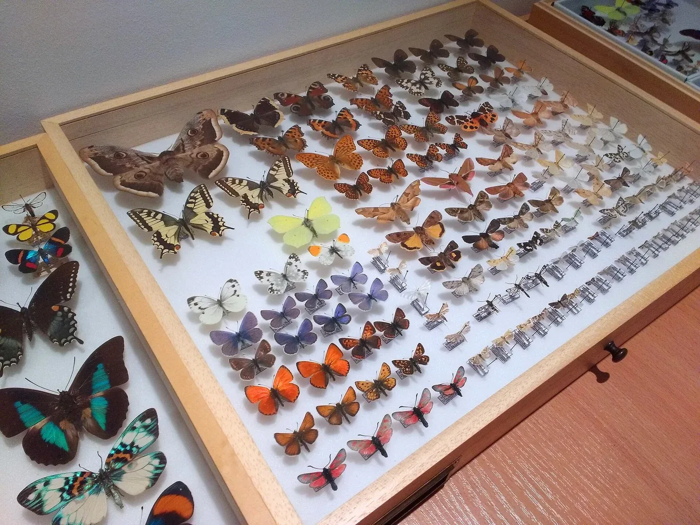 Butterfly Display Cases: Finished Frames or Empty Specimen Boxes