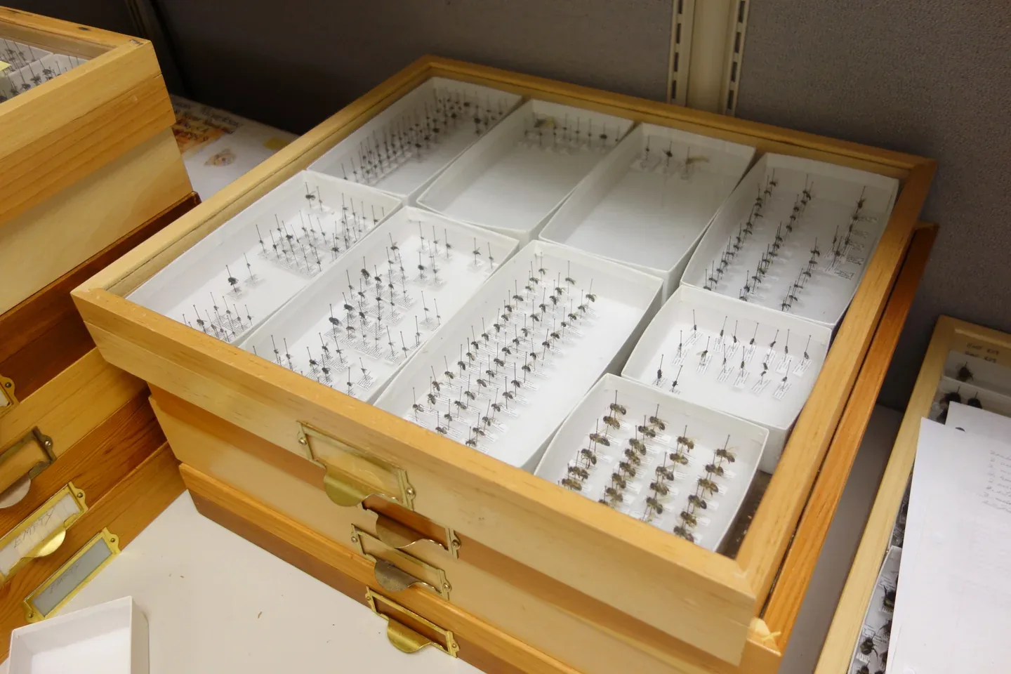 Insect Collection Display Cases: Drawers, Labels and Box Sizes
